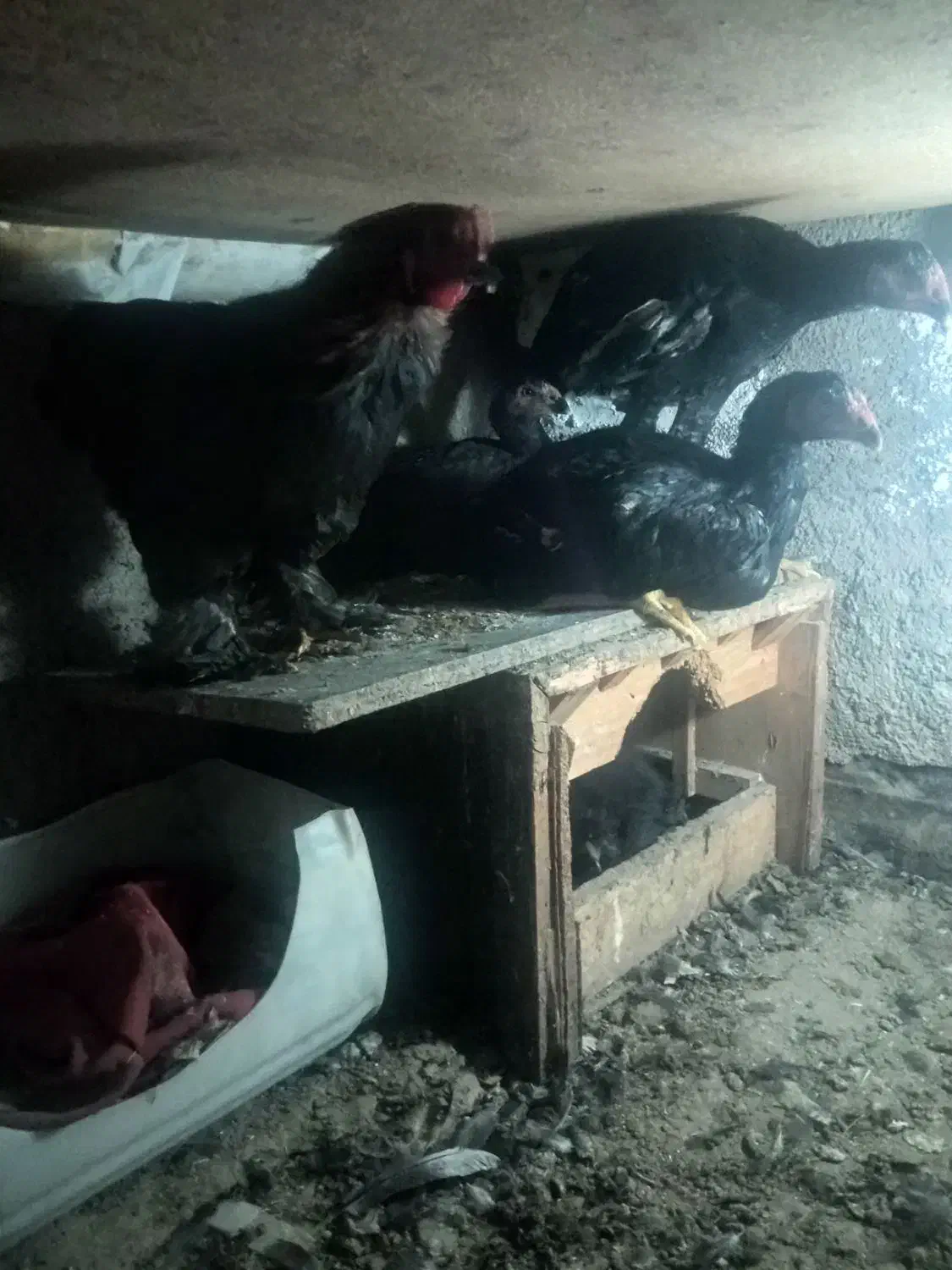 لاری|پرنده|مشهد, نیزه|دیوار