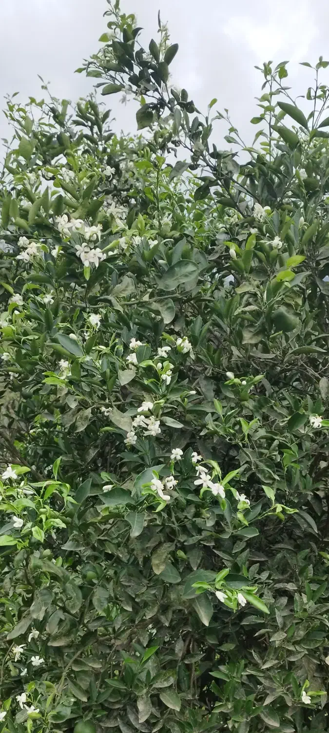 علفزنی|خدمات باغبانی و درختکاری|رانکوه, |دیوار