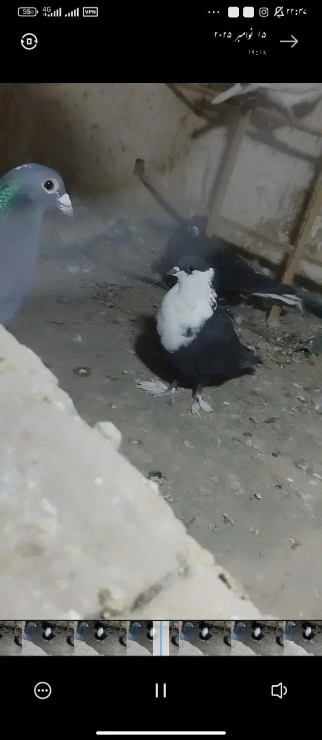 معاوضه|پرنده|بمپور, |دیوار