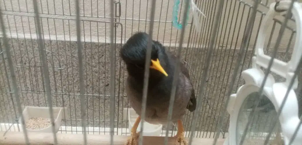 مرغ میناسخنگو معاوضه باقناری|پرنده|شیراز, میانرود|دیوار