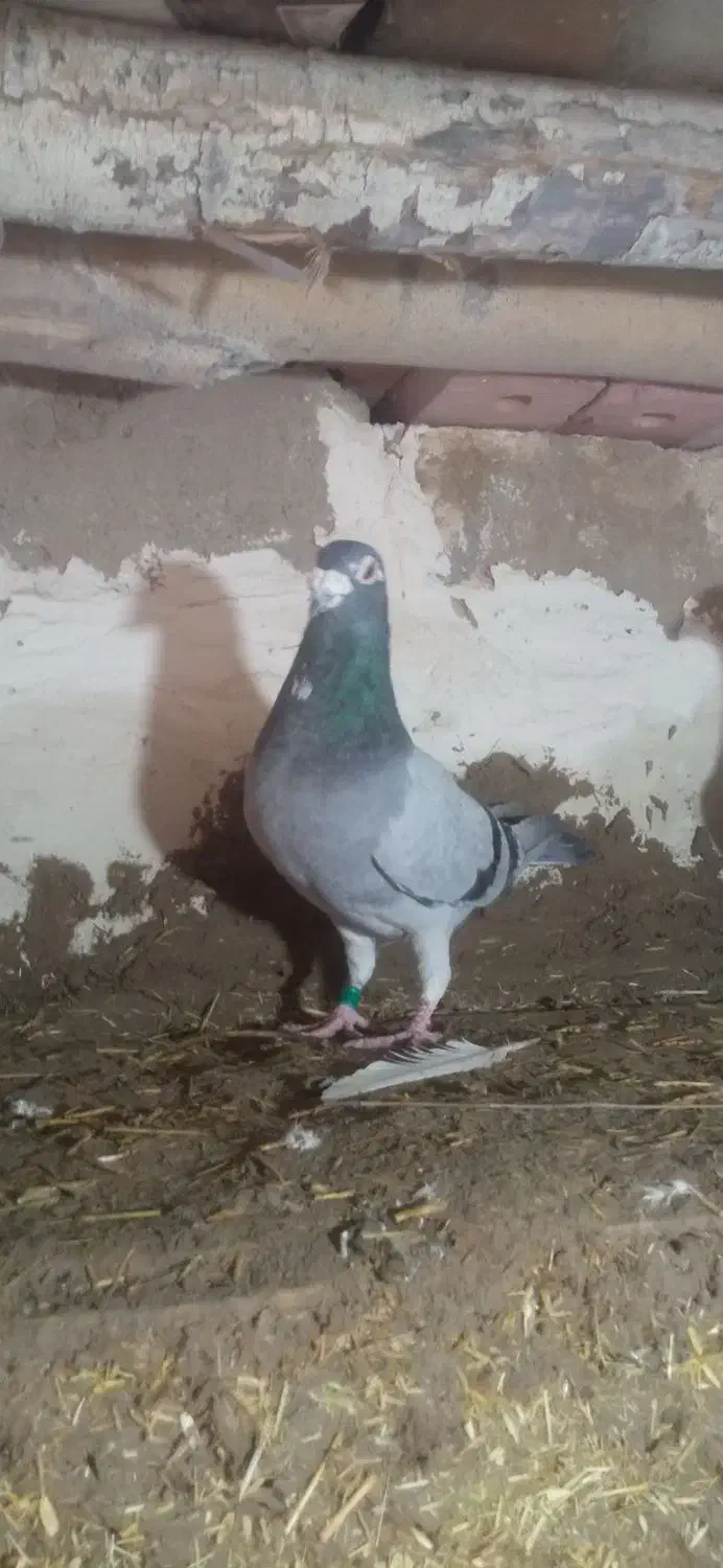 مسافتی نر و ماده|پرنده|فیروزآباد (آذربایجان), |دیوار