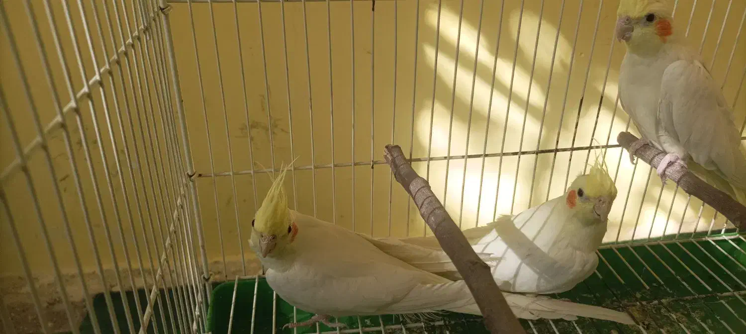 فروش یا معاوضه عروس هلندی ماده|پرنده|مشهد, وکیل‌آباد|دیوار