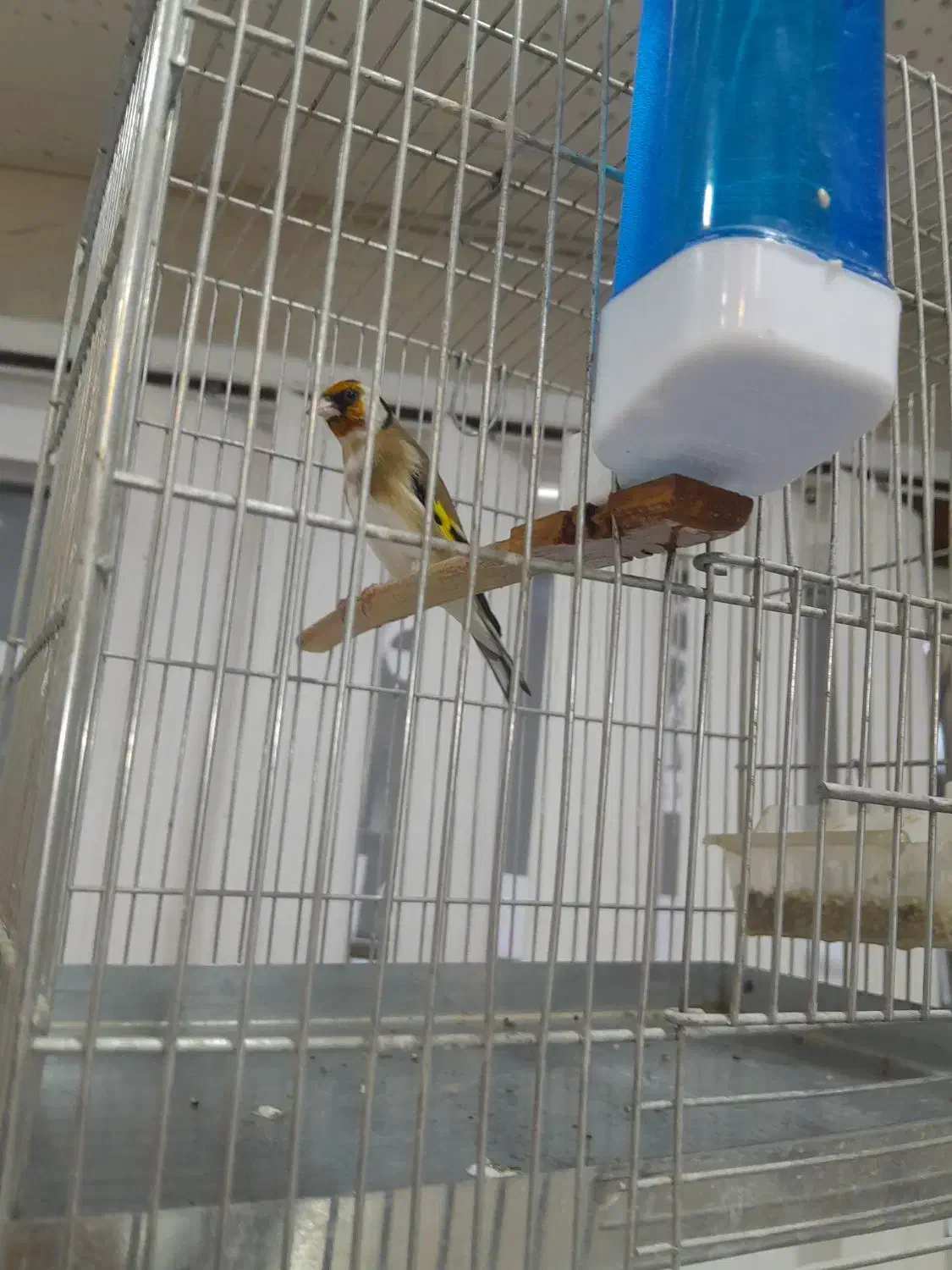 سهره تازه صاف شروع به خواندن|پرنده|همدان, |دیوار