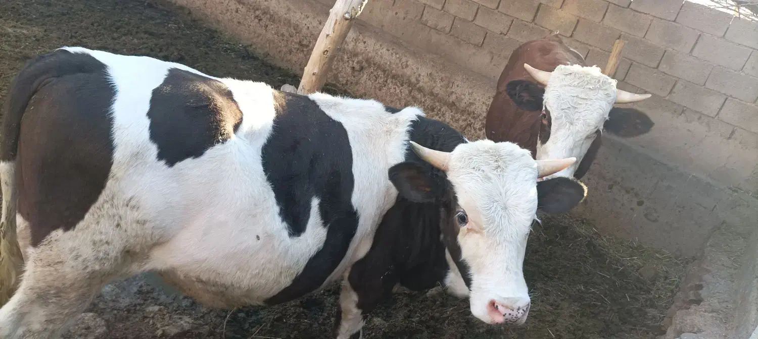 دو گوساله نر شرابی|حیوانات مزرعه|ماهنشان, |دیوار