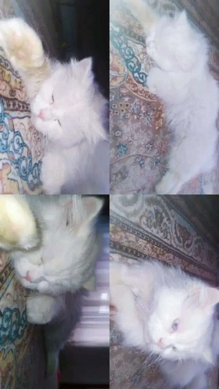 اجتماعی|اشیا|سنندج, |دیوار