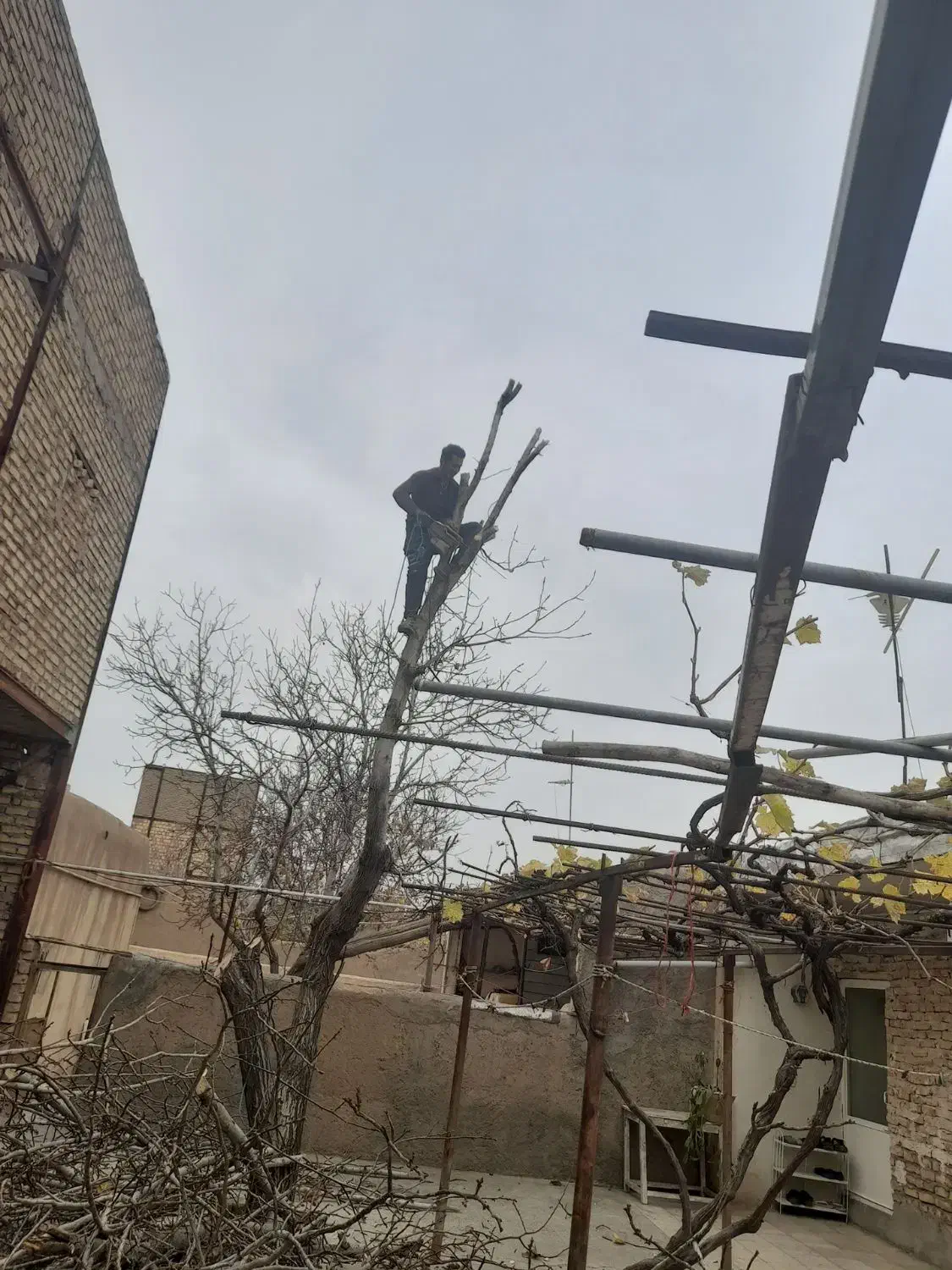 خرید برش درخت و چوب|خدمات باغبانی و درختکاری|محمدیه-قزوین, |دیوار