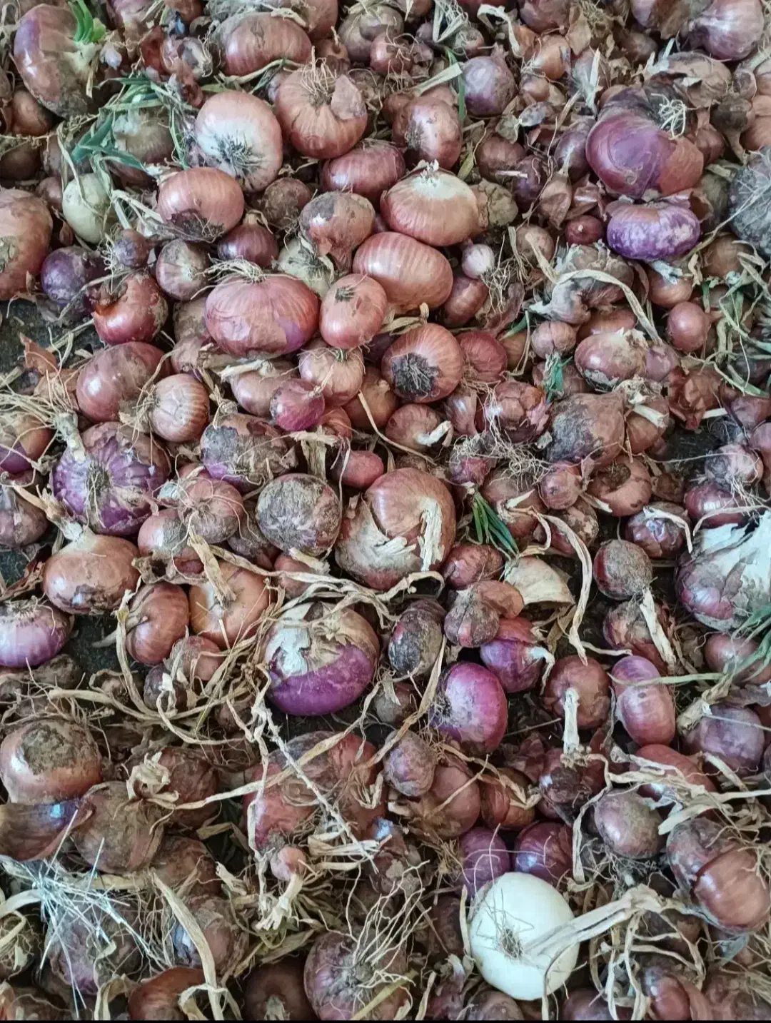 پیاز محلی|خوردنی و آشامیدنی|سربیشه, |دیوار