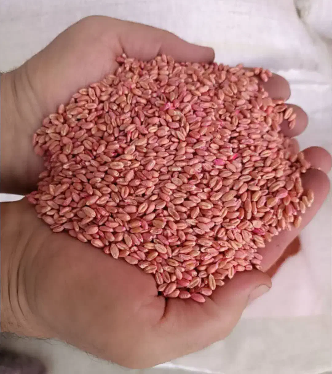 گندم بو جاری شده قیمت توافقی|عمدهفروشی|پلدختر, |دیوار