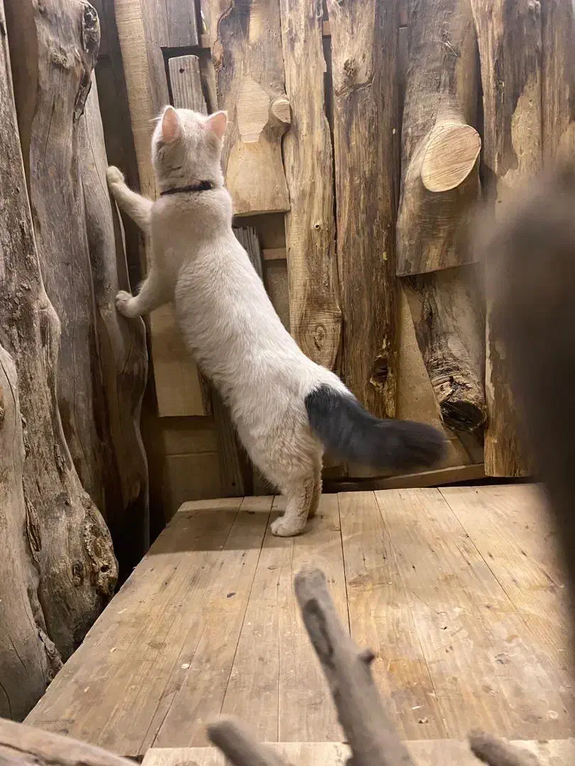 واگذاری گربه خانگی رایگان|گربه|لواسان, |دیوار