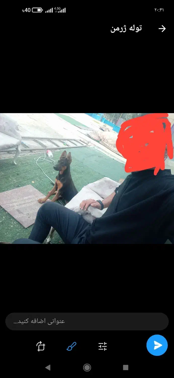 تول سگ ژرمن ۴ ماه|حیوانات|اهواز, کوی پیروزی|دیوار