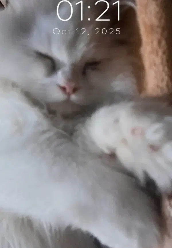 پرشین تربیت شده|گربه|گرگان, |دیوار