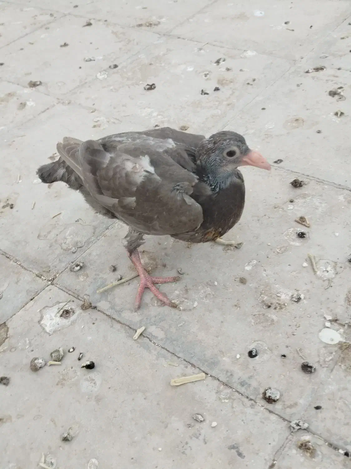 یه جفت جوجه درشت|پرنده|سبزوار, امیر کبیر|دیوار