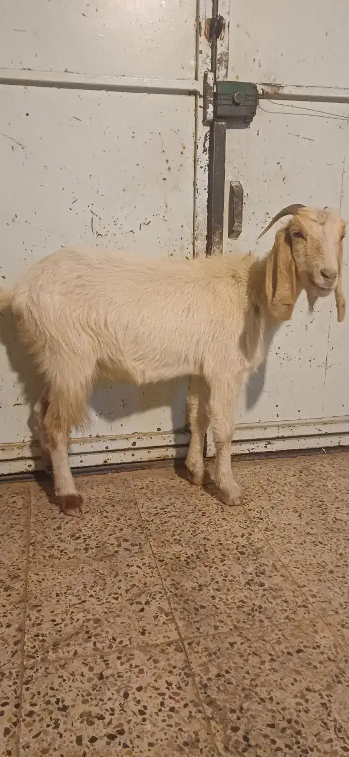 بز چاق سرحال|حیوانات مزرعه|دهدشت, |دیوار