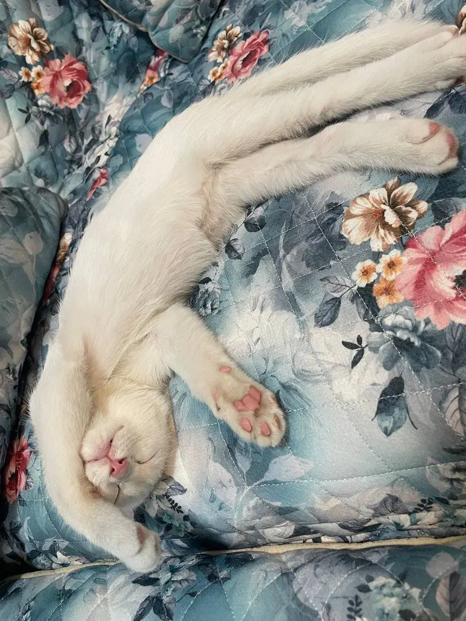 واگذاری گربه سفید|گربه|کرمانشاه, |دیوار