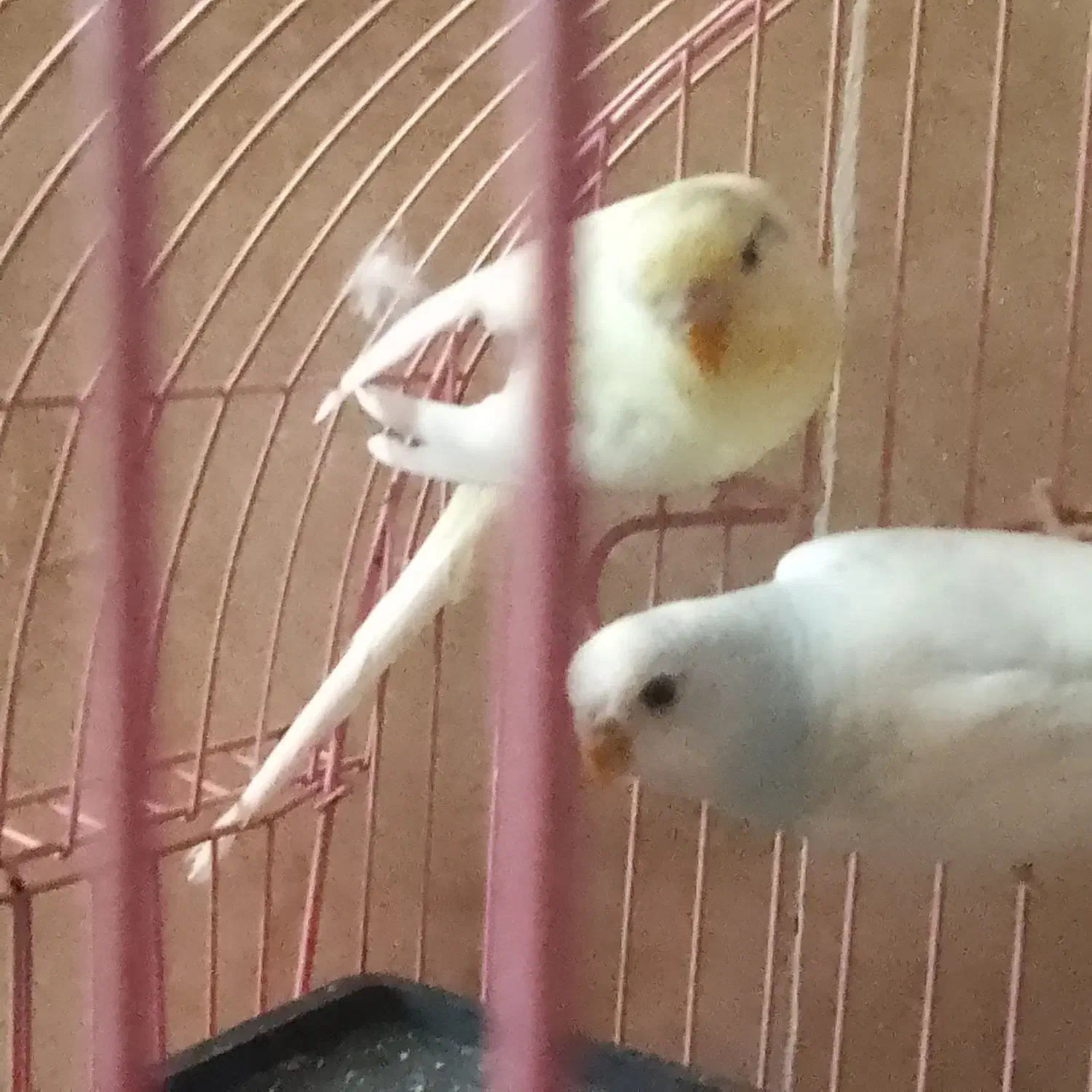 دو عدد مرغ عشق جفت|پرنده|محلات, |دیوار