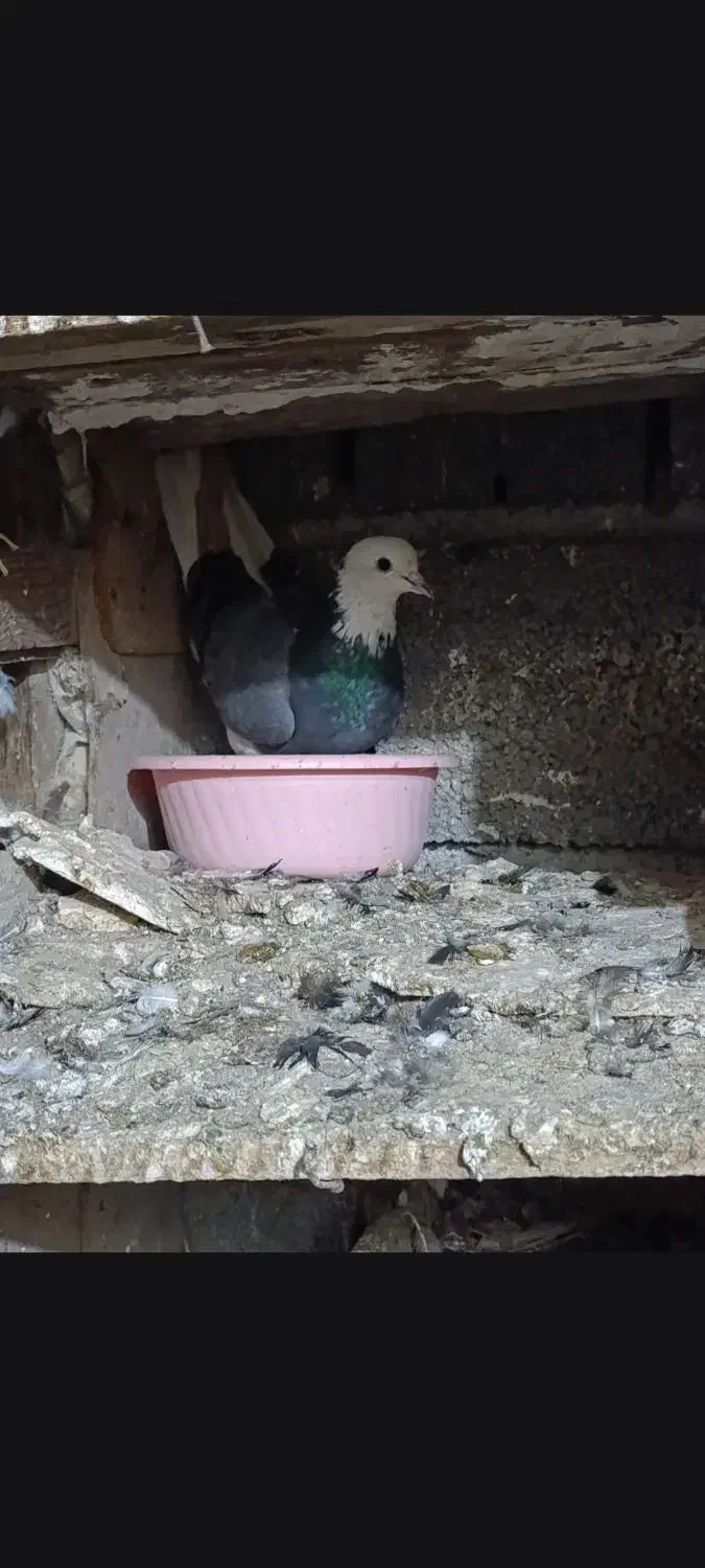 کبوتر|پرنده|گمیشان, |دیوار