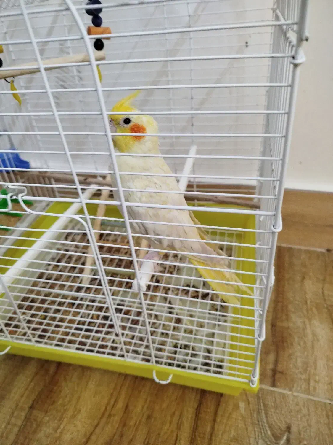 پرنده عروس هلندی|پرنده|مینودشت, |دیوار