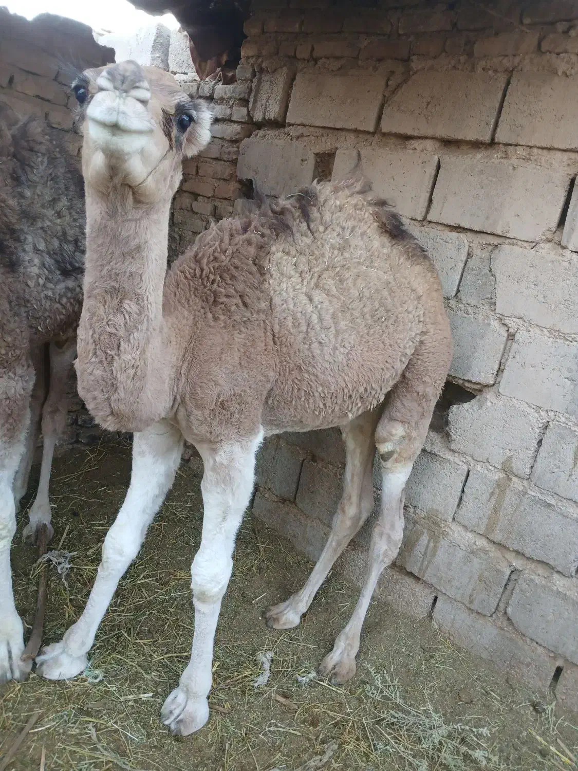 فروشی دو نفر حاشی خریدار تماس|حیوانات مزرعه|طبس, |دیوار