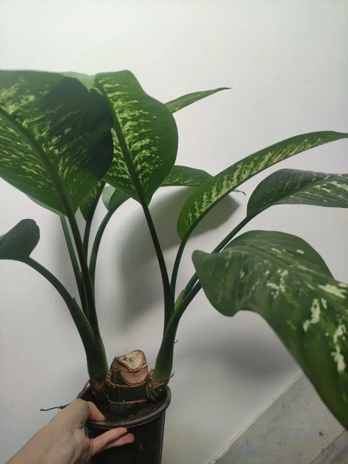 گل دیفن|گل و گیاه طبیعی|نیشابور, کوی یغما|دیوار