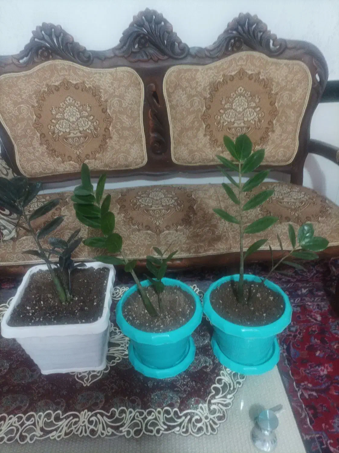 سلام زاموفیلیا سرحال دونه ای 3000000هزار تومان|گل و گیاه طبیعی|بناب, |دیوار