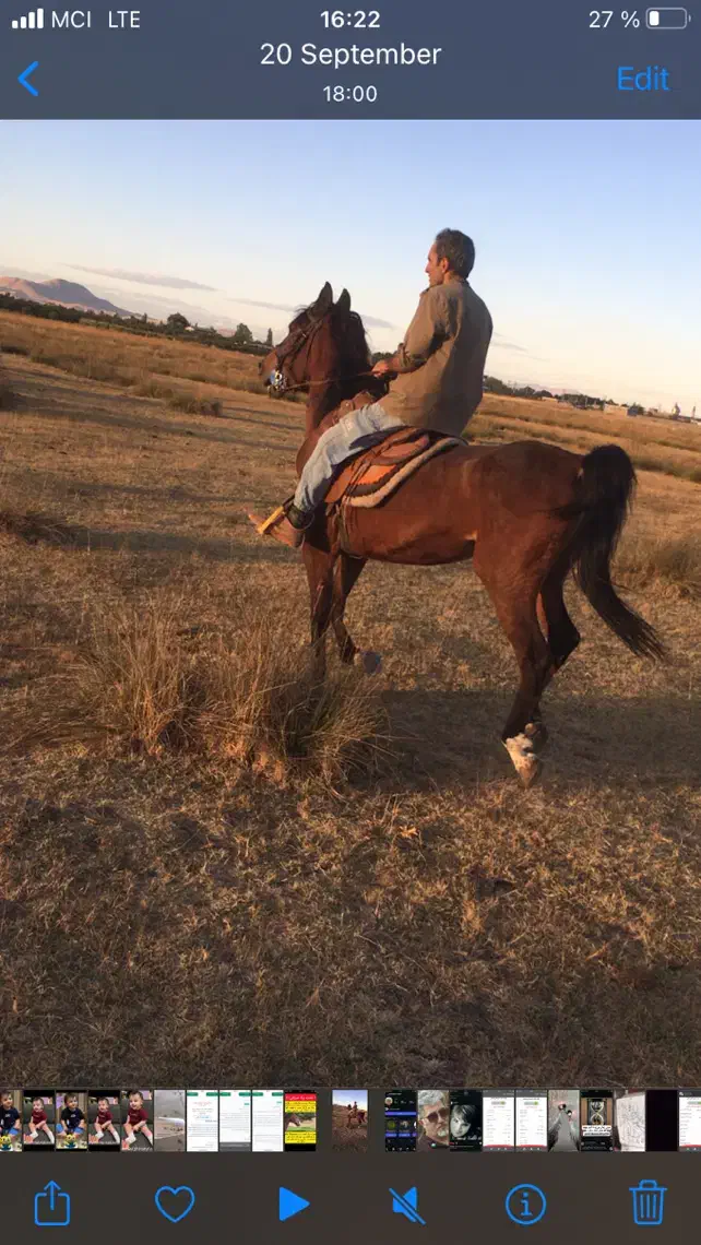 فروش اسب مادیون عالی|اسب و تجهیزات اسب‌سواری|ارومیه, |دیوار