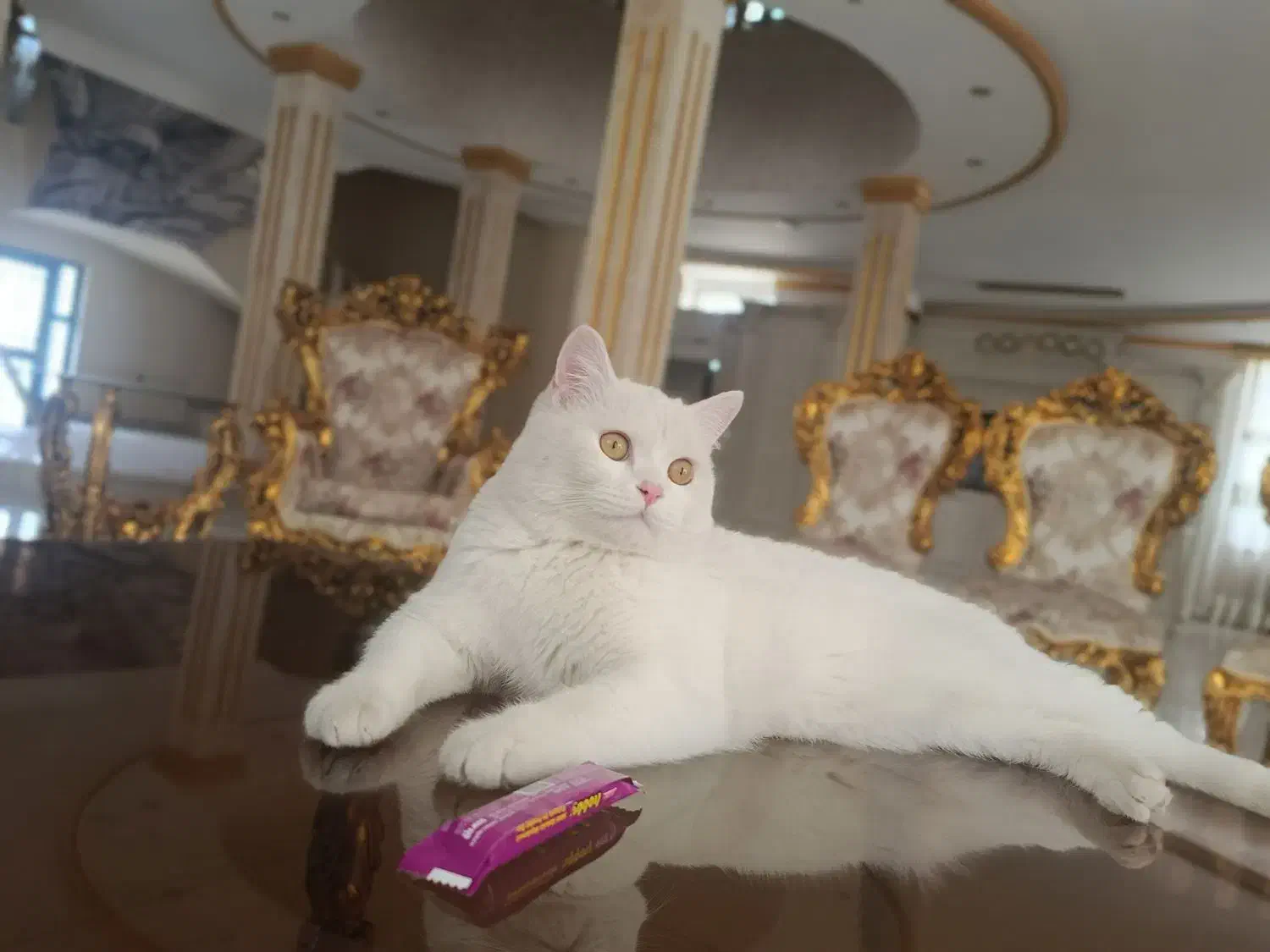 گربه بریتیش|گربه|ارومیه, |دیوار