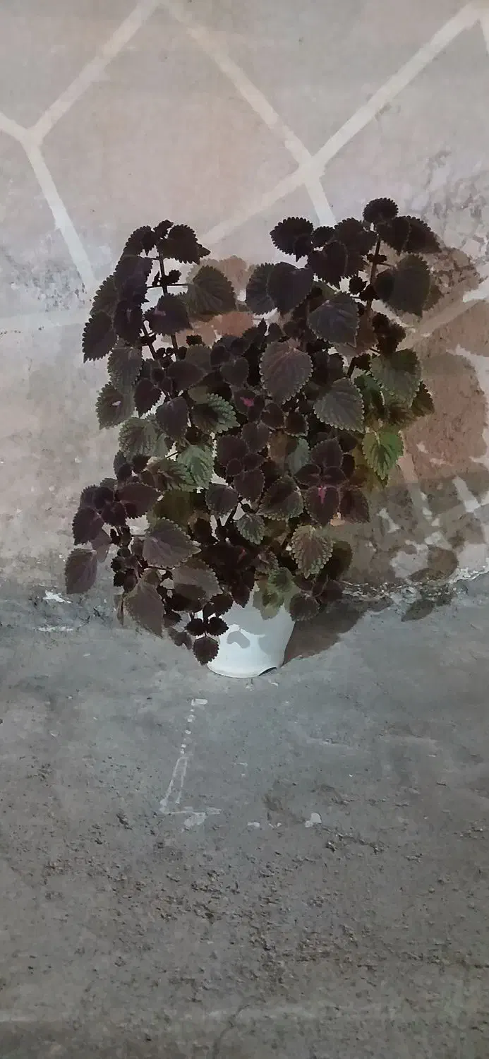 گله بزرگ و کوچک|گل و گیاه طبیعی|مسجد سلیمان, |دیوار