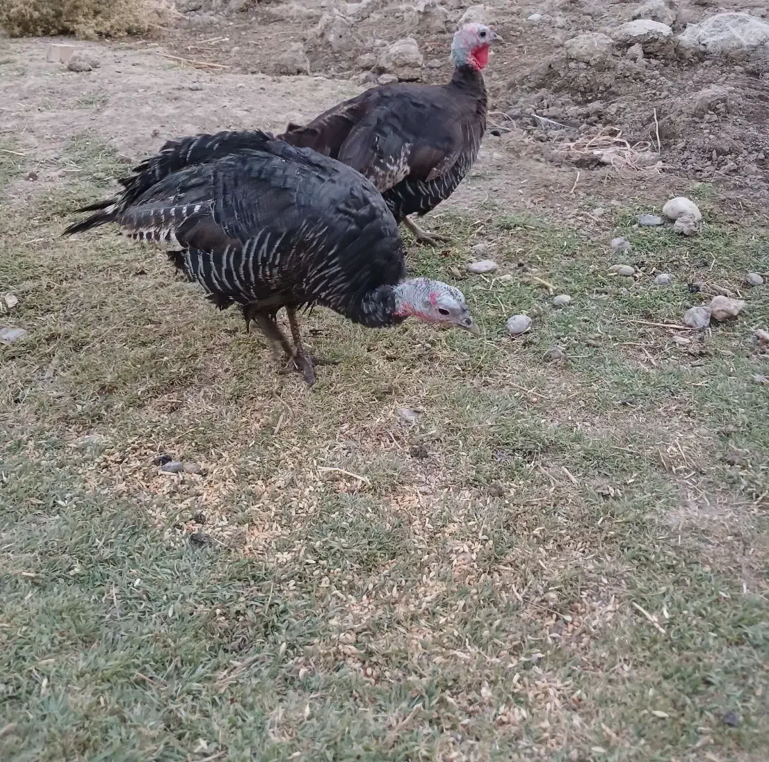 بوقلمون ماده|حیوانات مزرعه|شیروان (لرستان), |دیوار