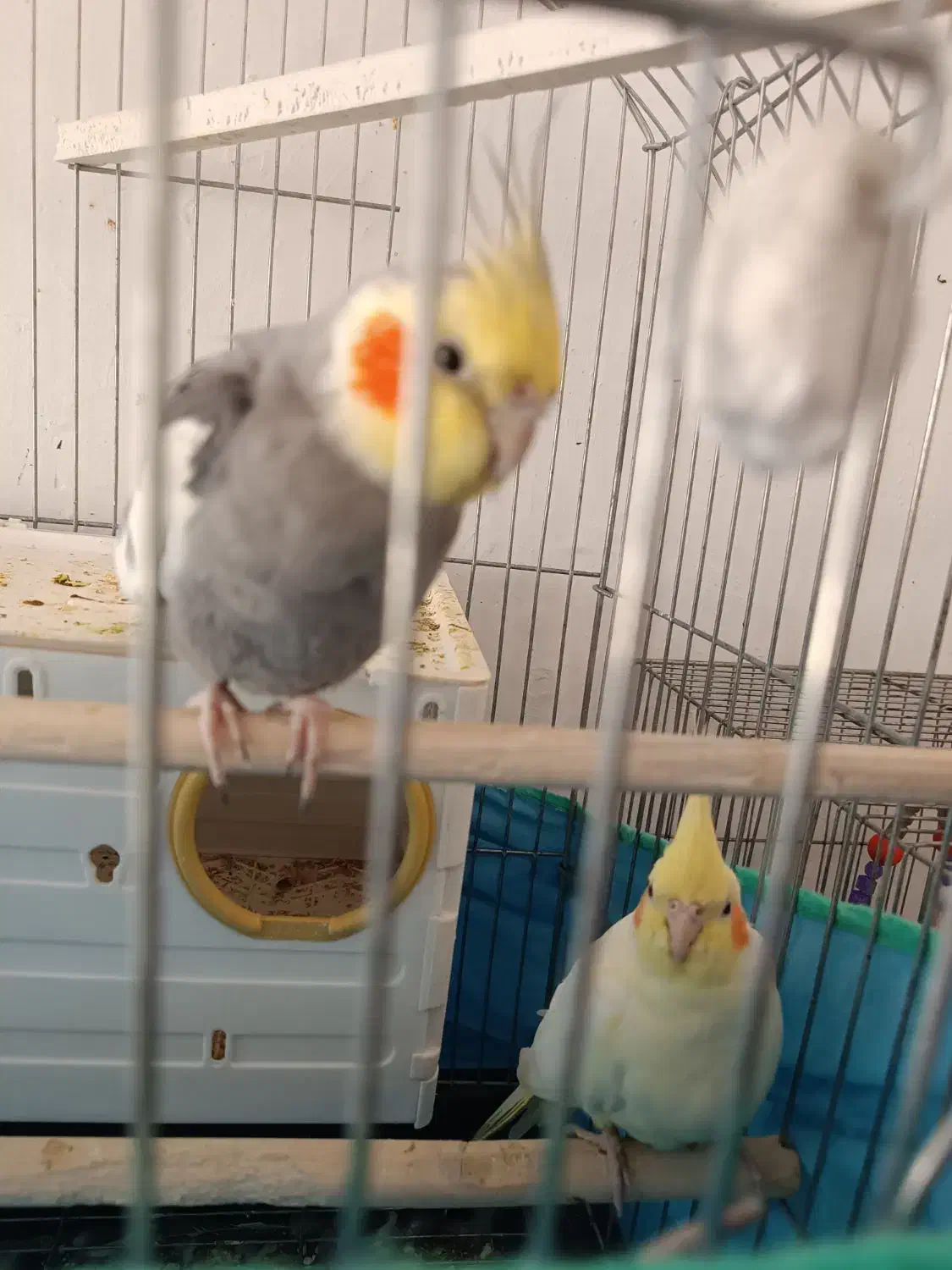 عروس هلندی گم|حیوانات|همدان, |دیوار