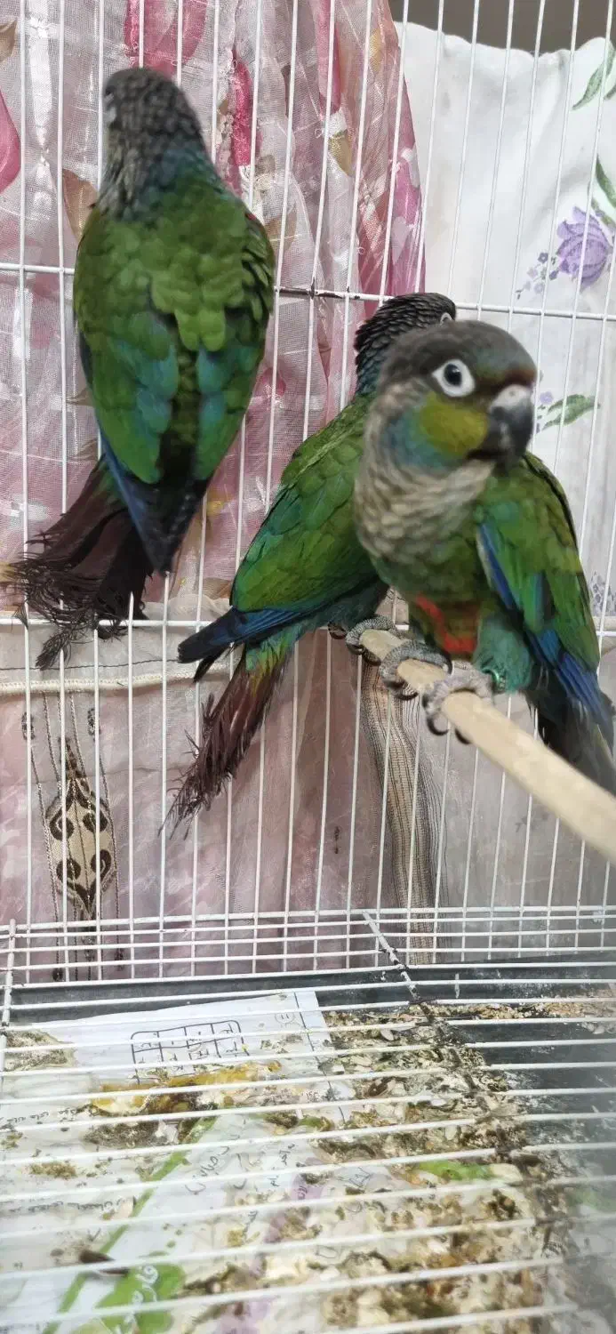 کریمسون نر|پرنده|مشهد, کارمندان دوم|دیوار