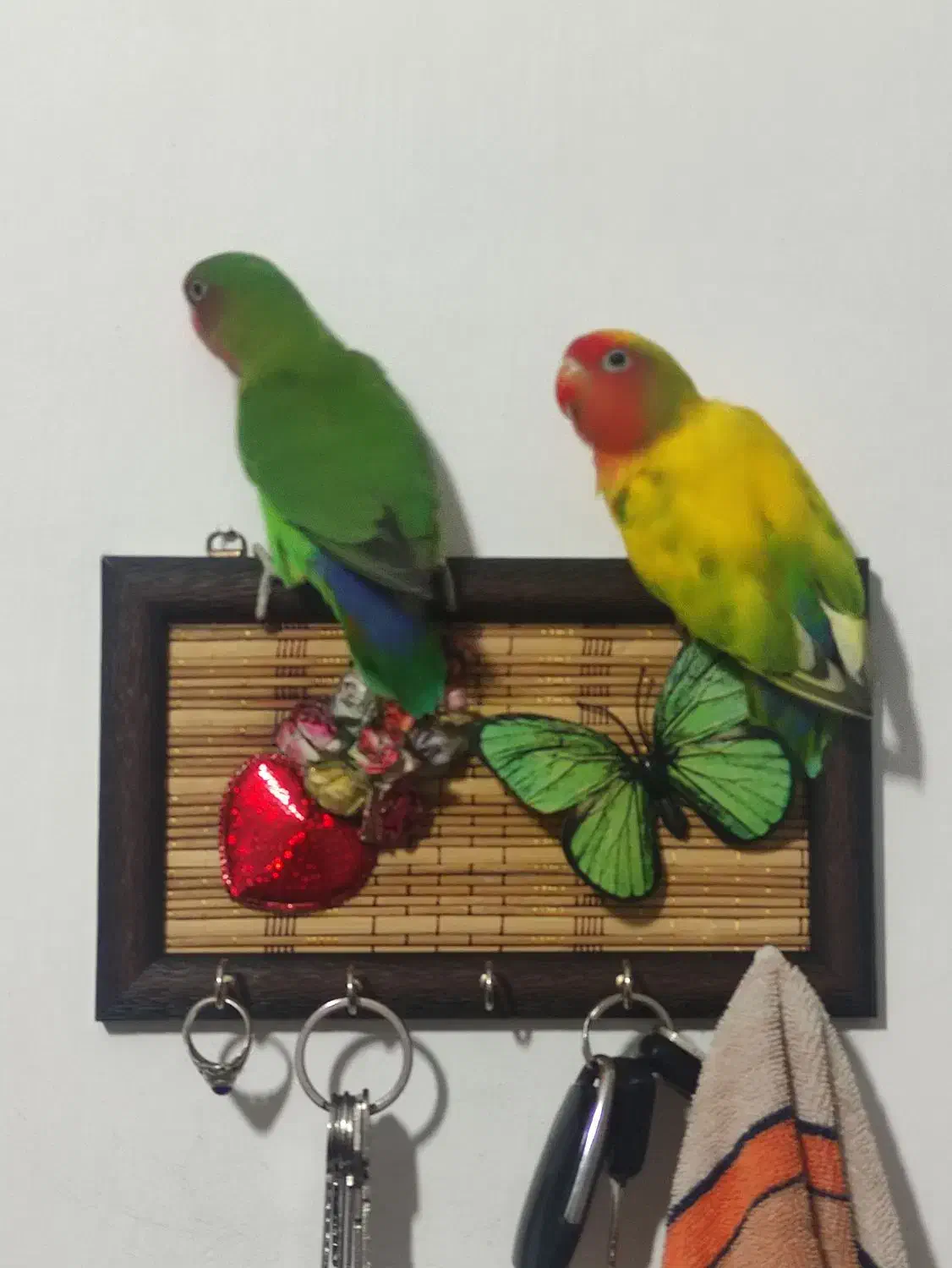 جفت برزیلی مولد بازدید صحنه معاوضه دارم|پرنده|صحنه, |دیوار