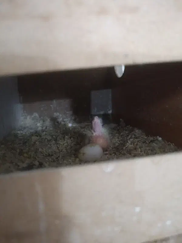 عروس هلندی با قفس کاسکو و جوجه|پرنده|کاشان, درب اصفهان|دیوار