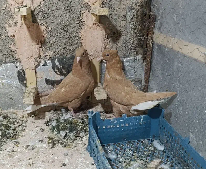 جوانه زردمسفید|پرنده|سبزوار, پاسداران|دیوار