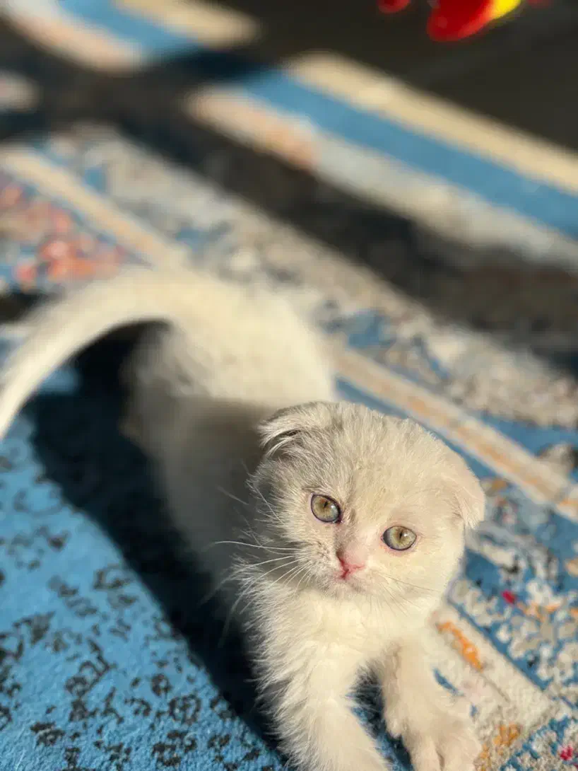 گربه اسکاتیش|گربه|شیراز, حافظیه|دیوار