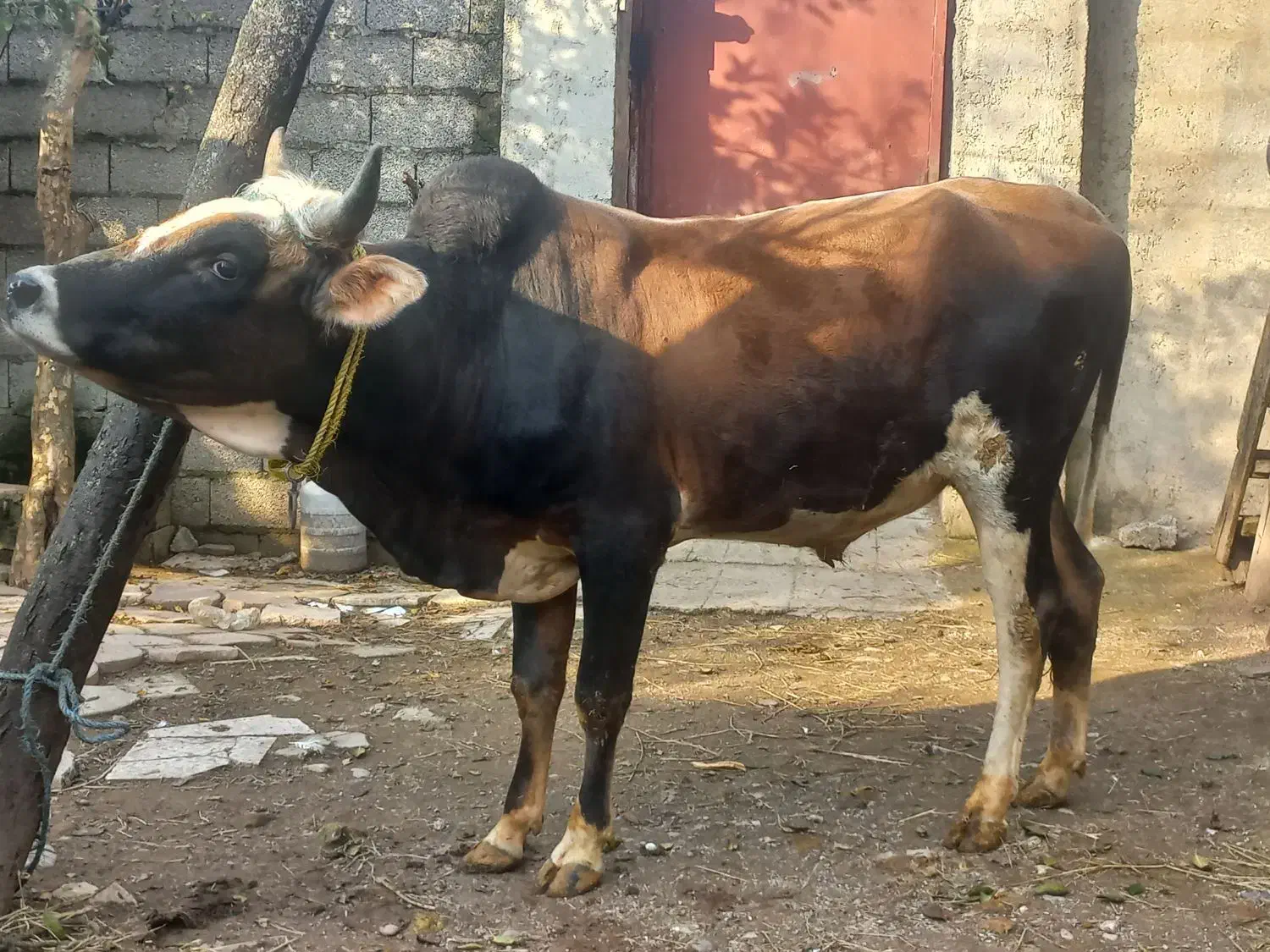 ورزا محلی|حیوانات مزرعه|رشت, پیرکلاچای|دیوار