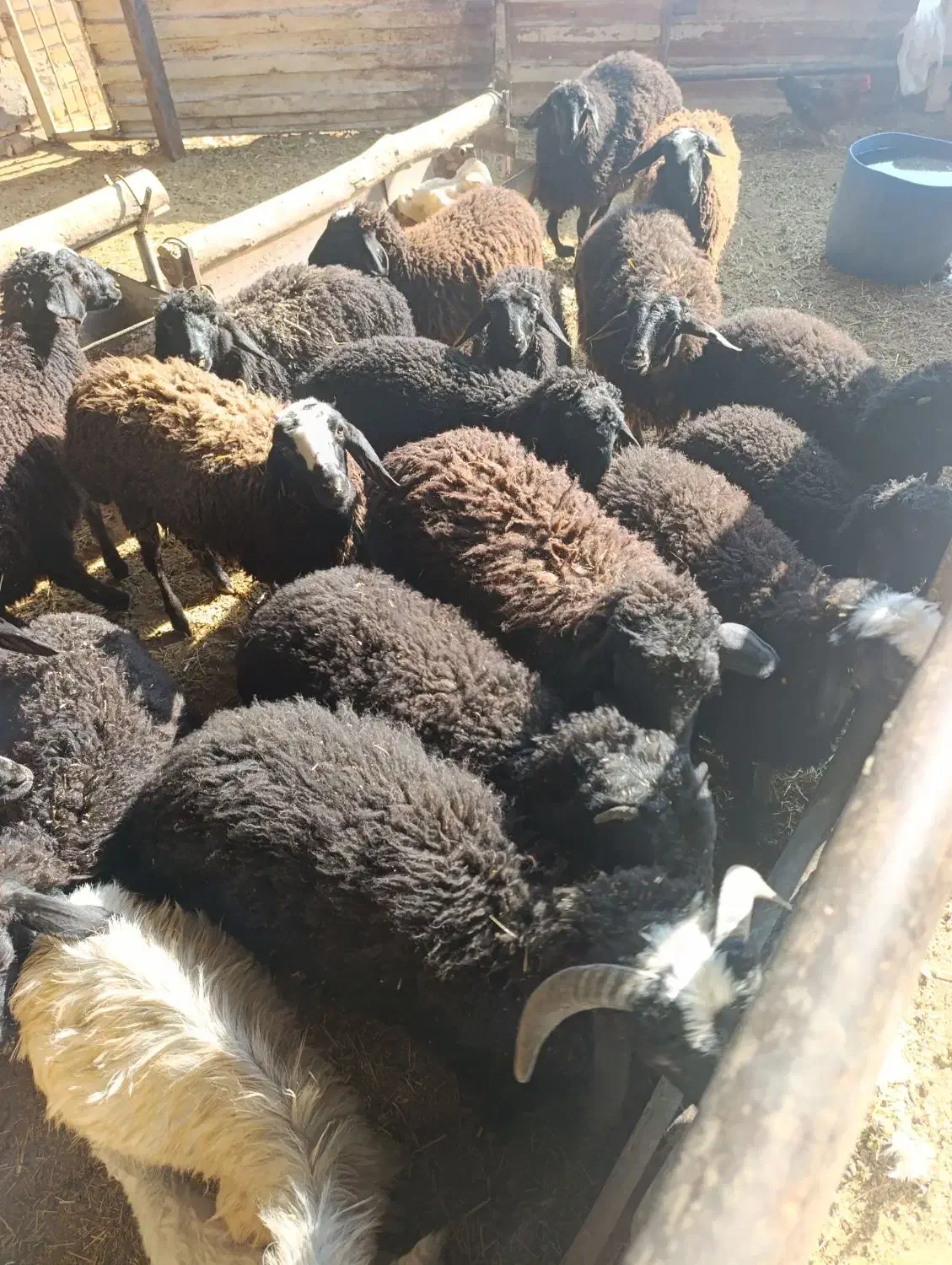 بره نروماده کیلو ۳۶۰|حیوانات مزرعه|تاکستان, |دیوار