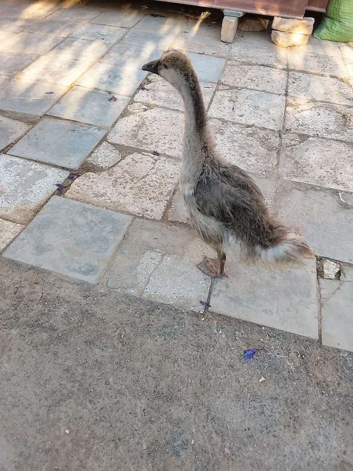 قوغاز اکراینی فقط 500تومن|حیوانات مزرعه|مشهد, كنويست|دیوار