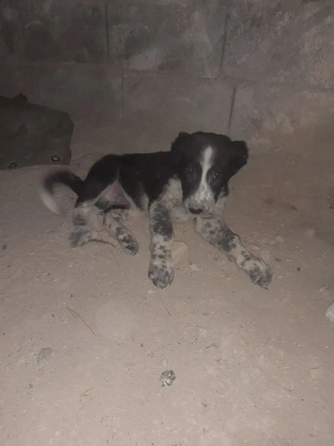 سگ نر قدریجونی|سگ|باغ ملک, |دیوار