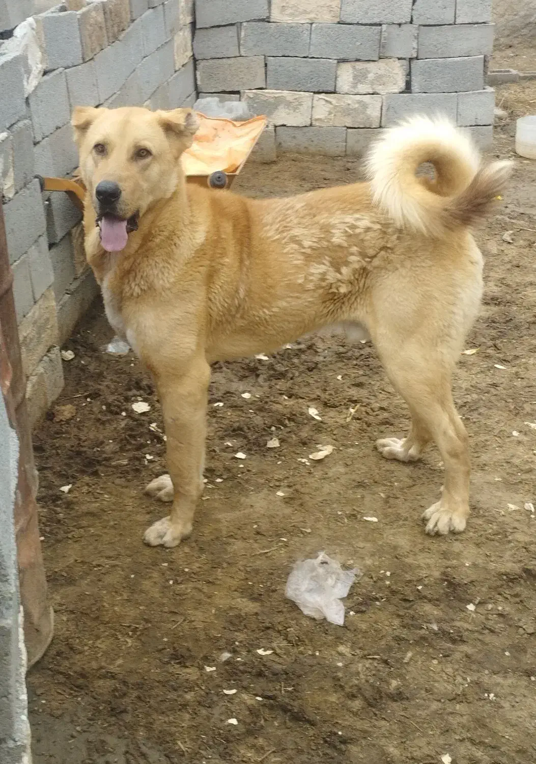 سگ عراقی|سگ|ملکان, |دیوار