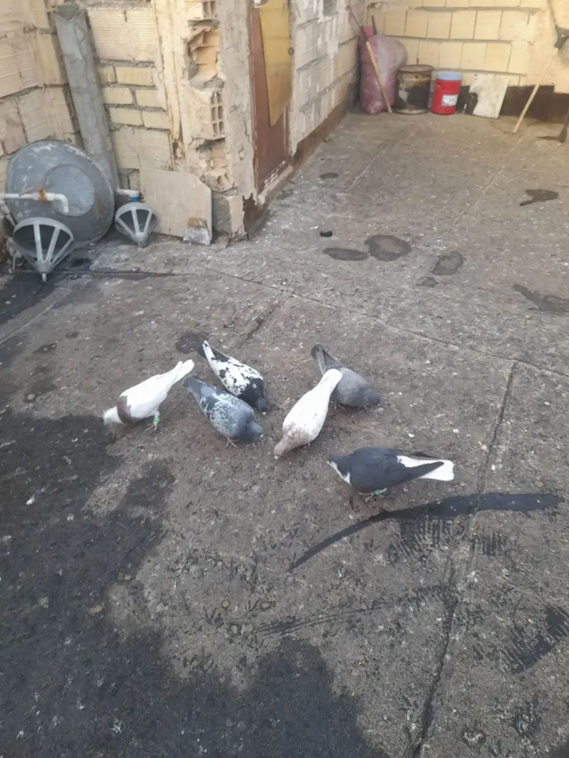 سینه سیاه.طوقی .کله|پرنده|مشهد, کشف|دیوار