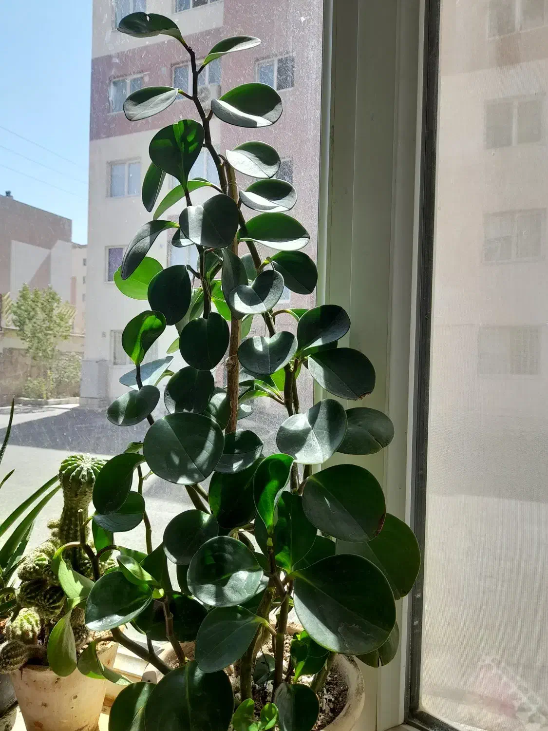 گل طبیعی شاداب|گل و گیاه طبیعی|سهند, |دیوار