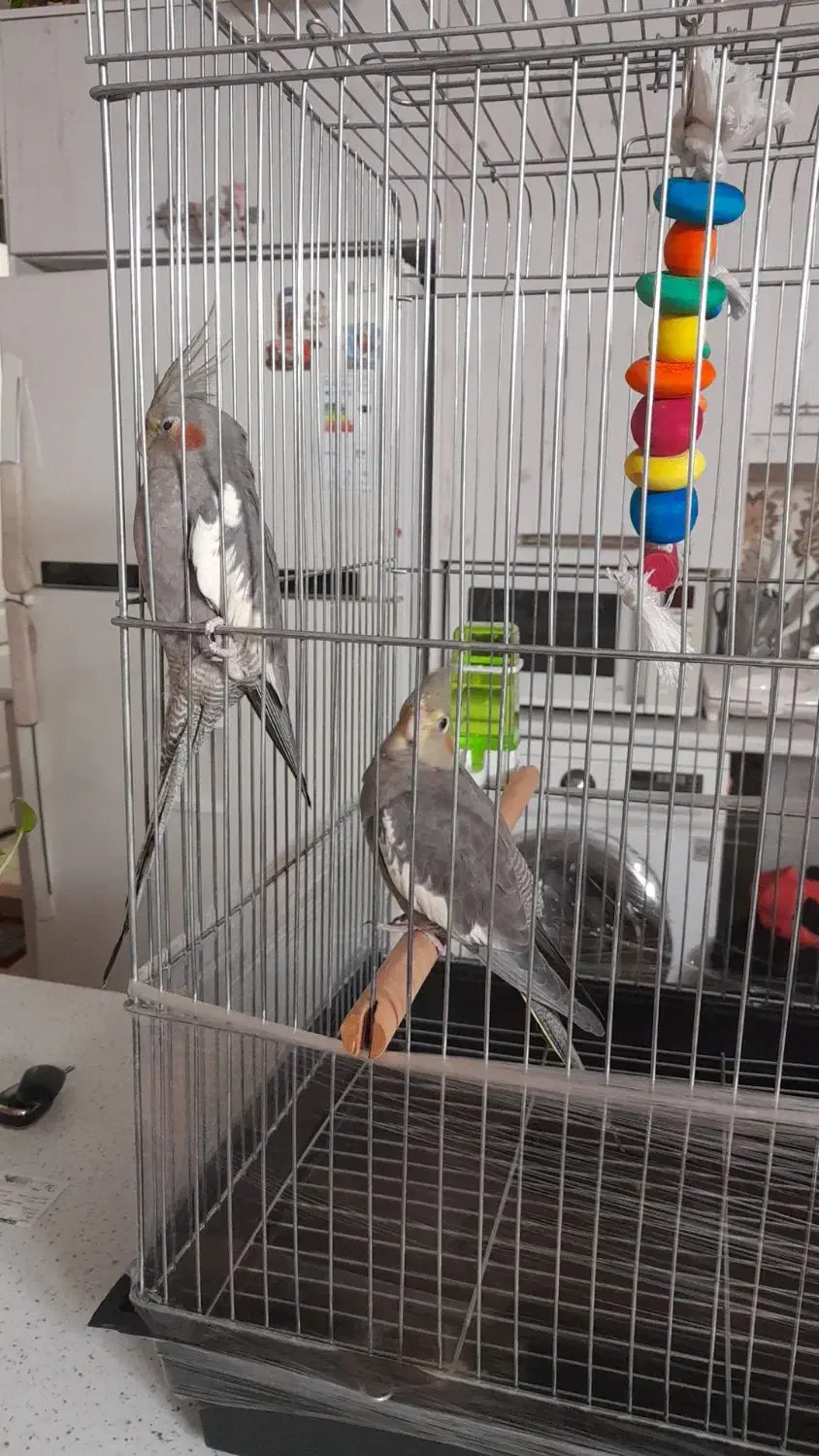 عروس هلندی|پرنده|اسلام‌شهر, مسکن مهر اسلاشهر (شهرک امام خمینی)|دیوار