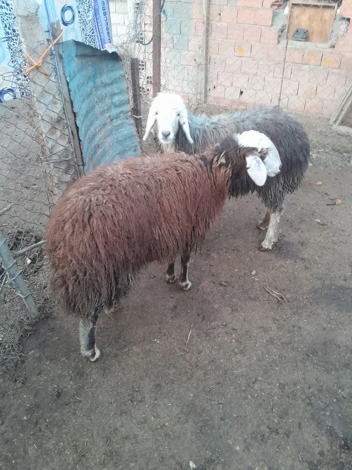 دوعدد بره ماده بزرگ|حیوانات مزرعه|آق قلا, |دیوار