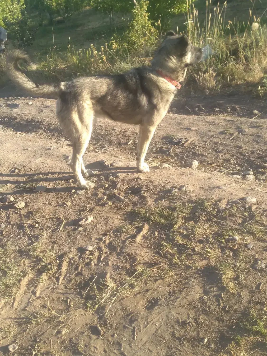 سگ سرابی|سگ|کندوان, |دیوار