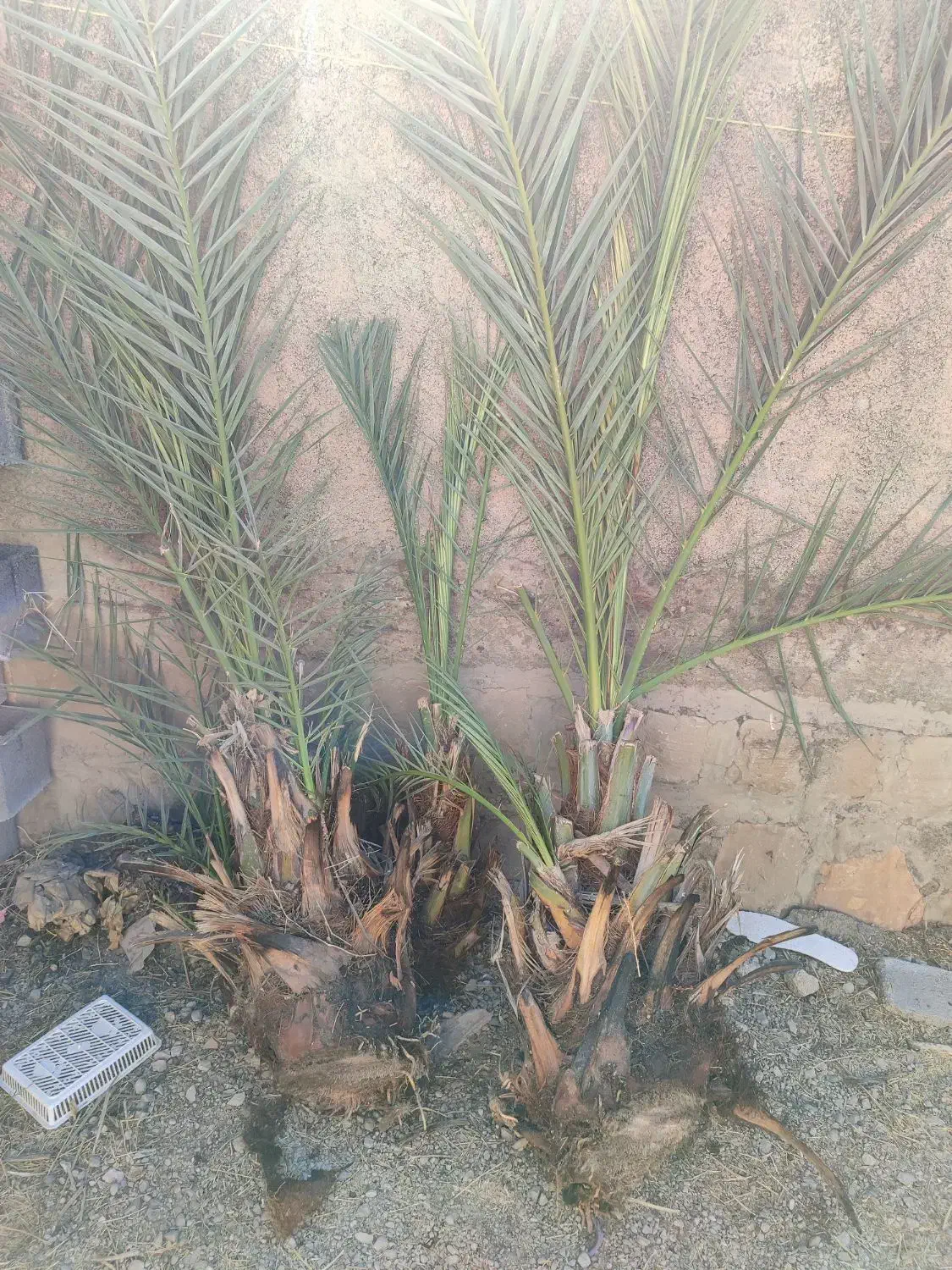 پاجوش نخل خرما خاصی، کبکاب|گل و گیاه طبیعی|سوق, |دیوار