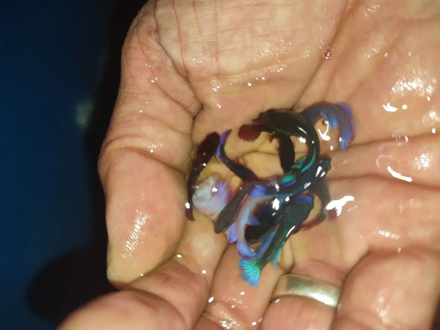 ماهی اکواریوم گوپی کالر آنجل زبرا پمپ هوا|ماهی|گلبهار, شهر جدید گلبهار|دیوار