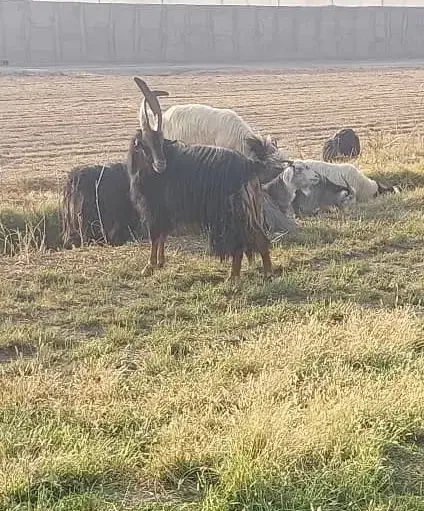 نربز|حیوانات مزرعه|شریف‌آباد, |دیوار