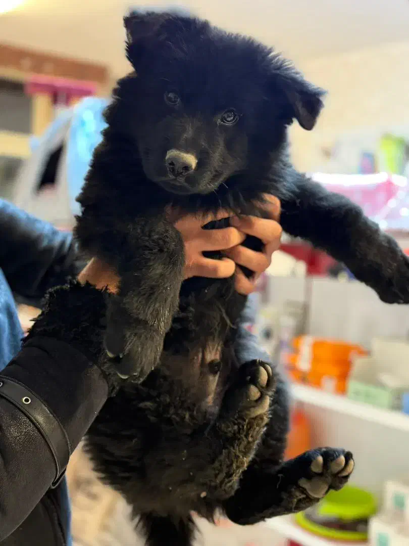 واگذاری یک قلاده ژرمن|سگ|تبریز, |دیوار