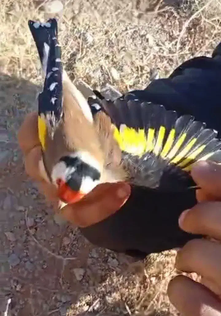 سهره تازه بروجرد|پرنده|تهران, امین حضور|دیوار