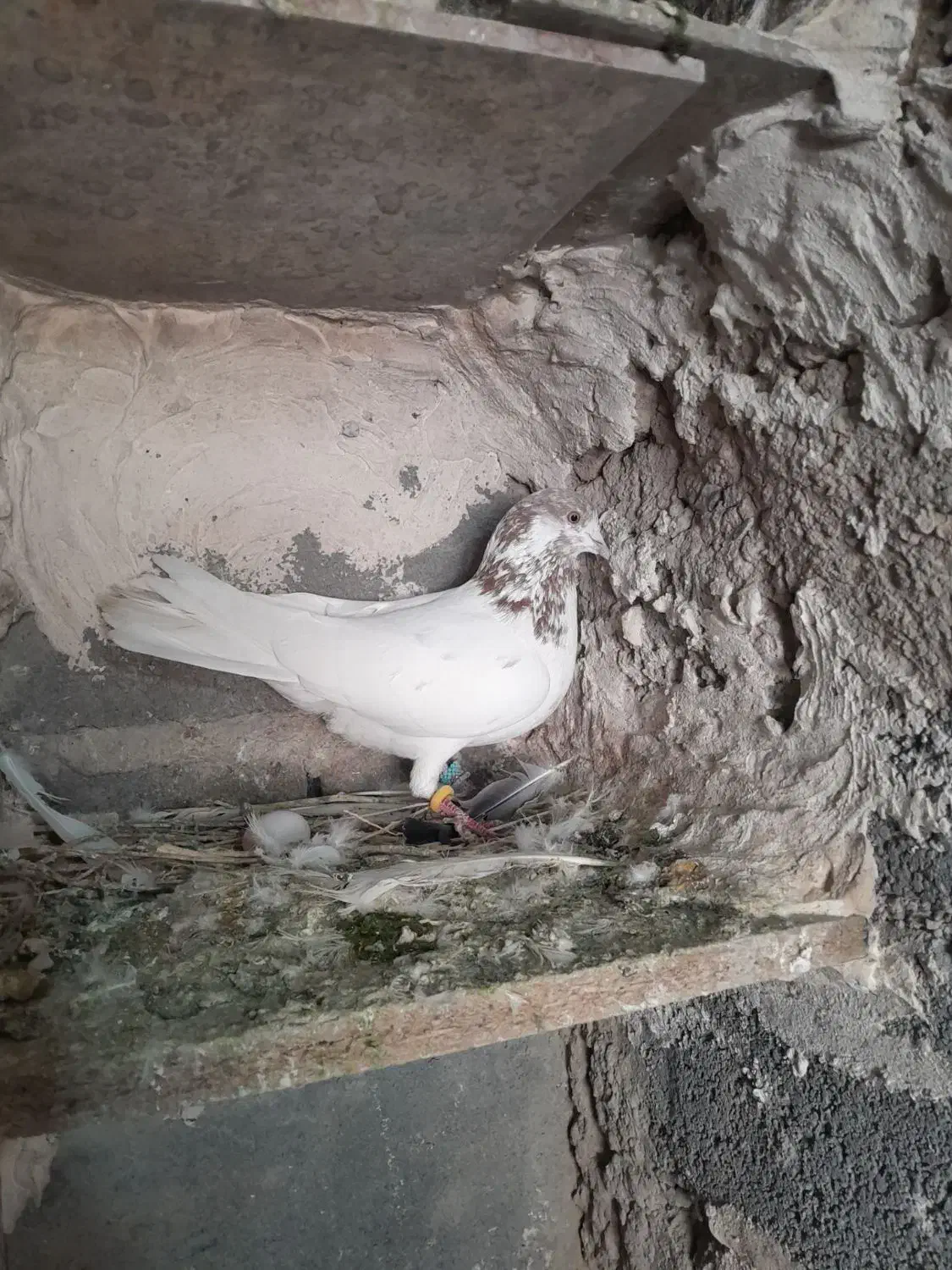 کفترتهرانی|پرنده|بروجرد, |دیوار